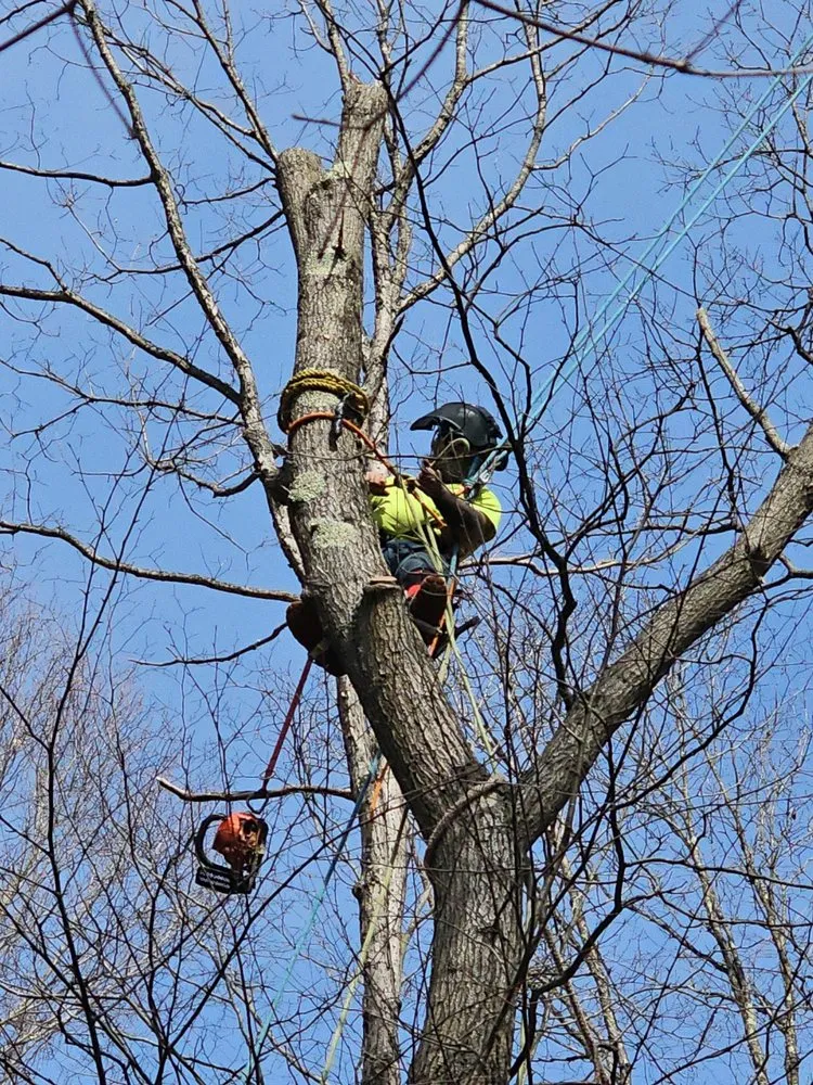 Top-rated lawn mowing service in Connellsville, PA by Basinger Tree and Landscape