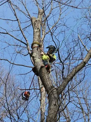 Basinger Tree and Landscape