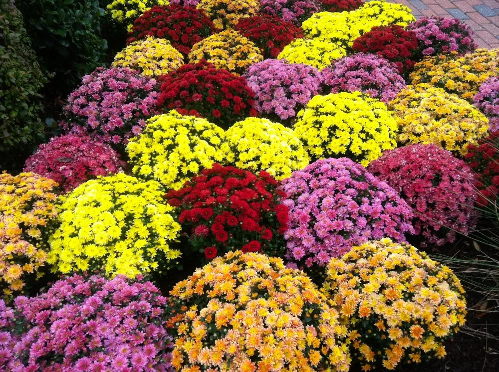 Trusted garden landscaping in Chesapeake, VA - Basnight Land & Lawn