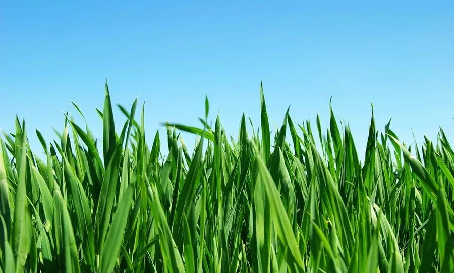 Local lawn mowing service in Shreveport, LA by Bass' Lawn Care