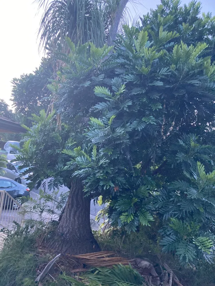 Affordable garden landscaping for year-round maintenance in Hilo, HI by Bassett Tree Service