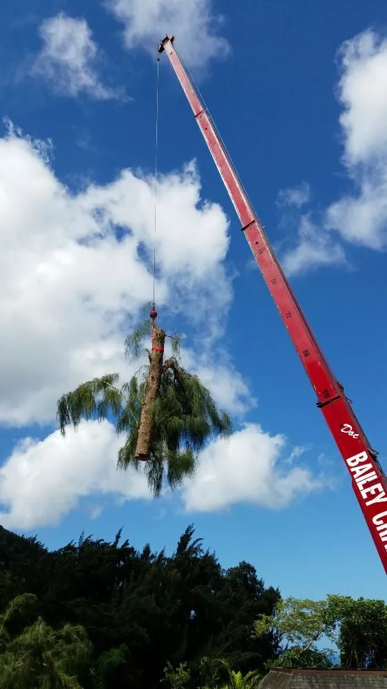 Trusted landscape installation with custom design in Hilo, HI by Bassett Tree Service