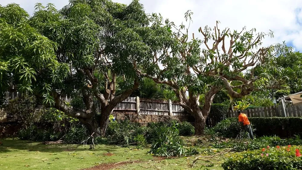 Professional outdoor landscaping in Hilo, HI - Bassett Tree Service