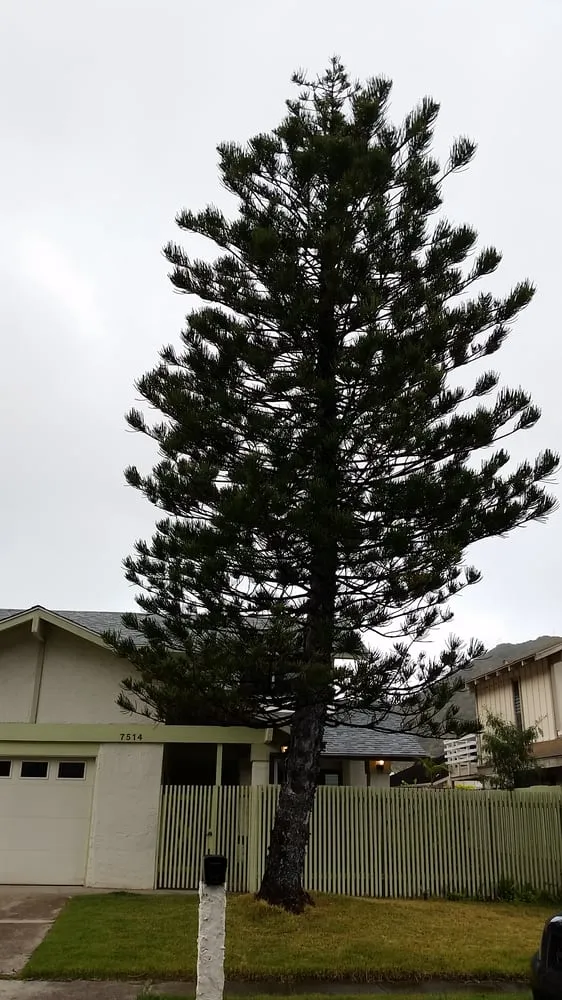 Custom landscaping services in Hilo, HI by Bassett Tree Service