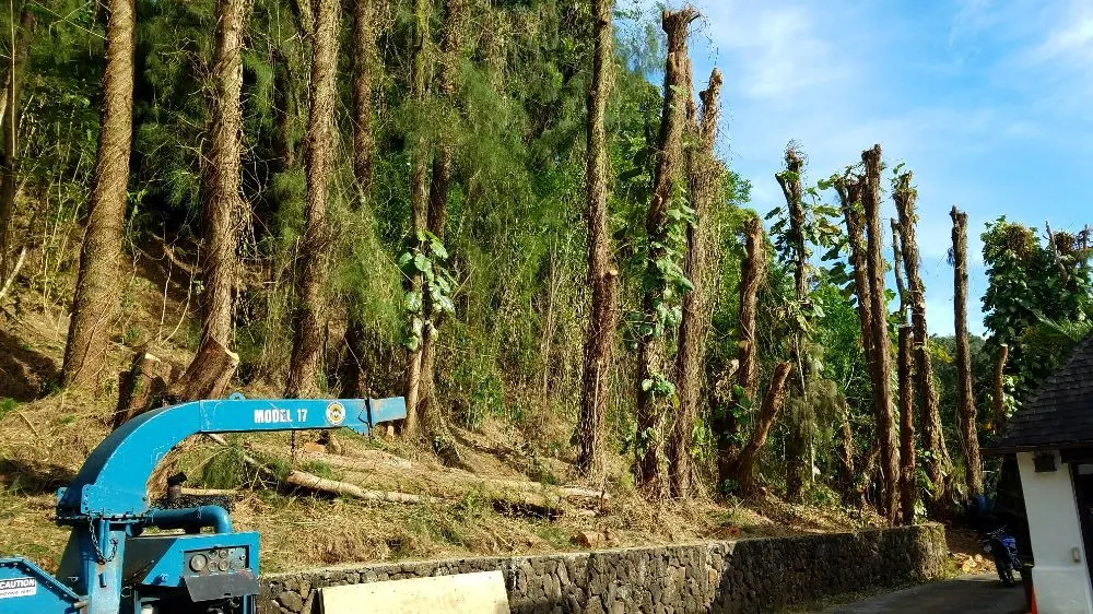 Top-rated outdoor landscaping in Hilo, HI by Bassett Tree Service
