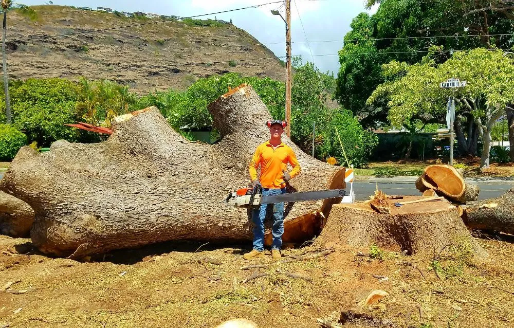 Local landscape design experts serving Hilo, HI - Bassett Tree Service