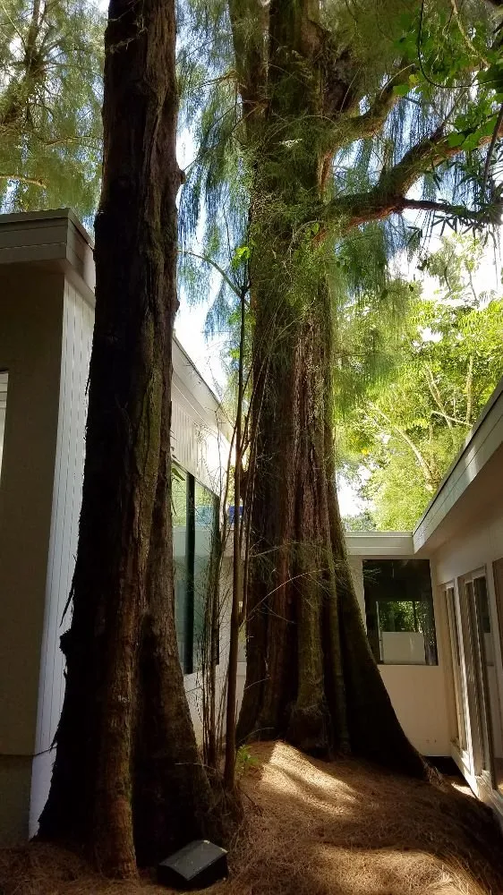 Trusted outdoor landscaping in Hilo, HI by Bassett Tree Service