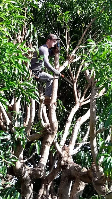 Professional garden landscaping in Hilo, HI by Bassett Tree Service