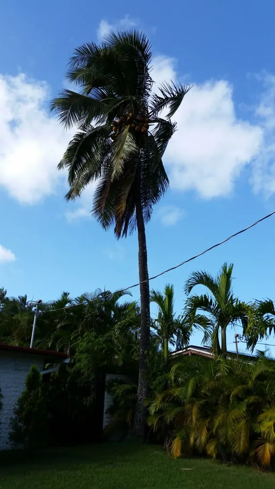 Expert garden landscaping experts serving Hilo, HI - Bassett Tree Service