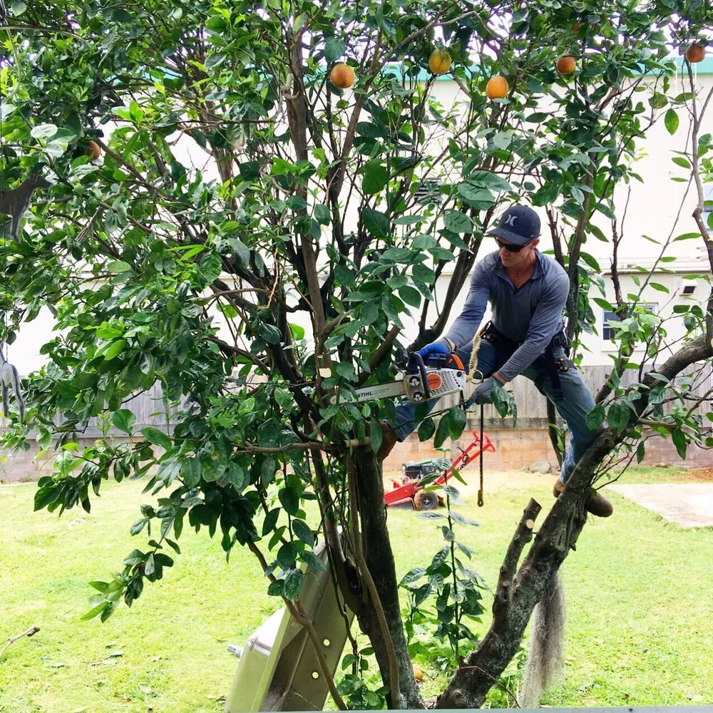 Expert landscaping services for residential properties in Hilo, HI by Bassett Tree Service