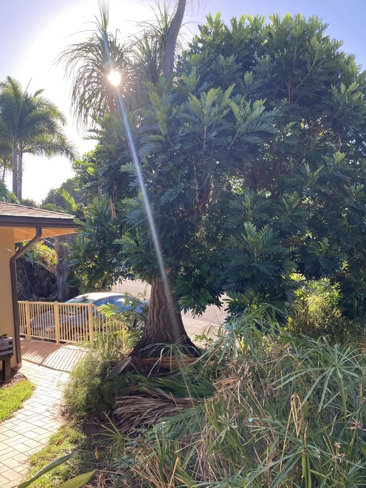 Affordable landscape installation experts serving Hilo, HI - Bassett Tree Service