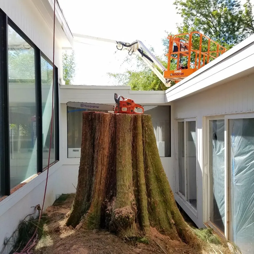 Local lawn care service in Hilo, HI - Bassett Tree Service
