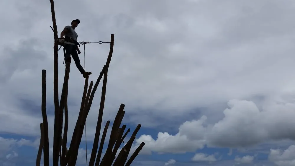 Local yard maintenance for beautiful yards in Hilo, HI by Bassett Tree Service