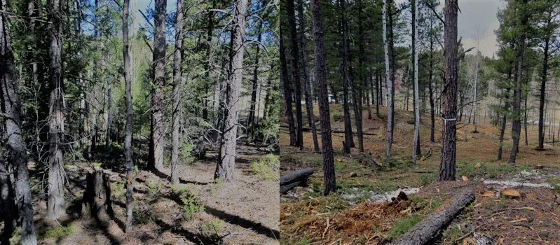 Affordable residential landscaping in Sacramento, CA by Bastion Environmental Services