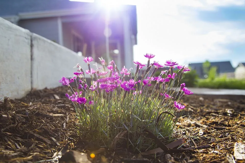Professional landscape installation in Fort Collins, CO - Bath Landscape & Irrigation