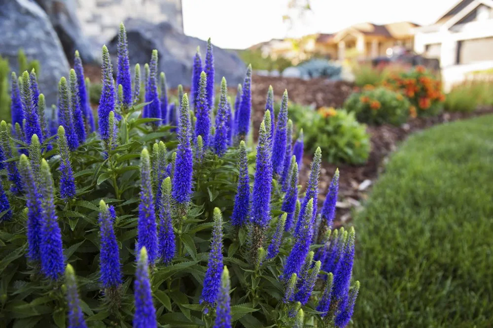 Reliable lawn mowing service with custom design in Fort Collins, CO by Bath Landscape & Irrigation