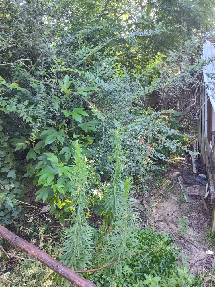 Reliable residential landscaping in Nacogdoches, TX - Batista Solution