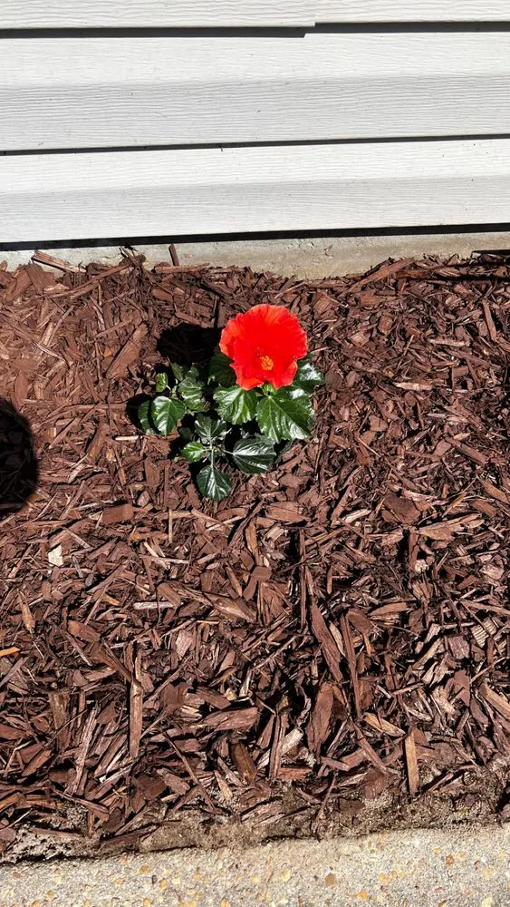 Professional lawn care service in Panama City, FL by Batiste Lawn Services