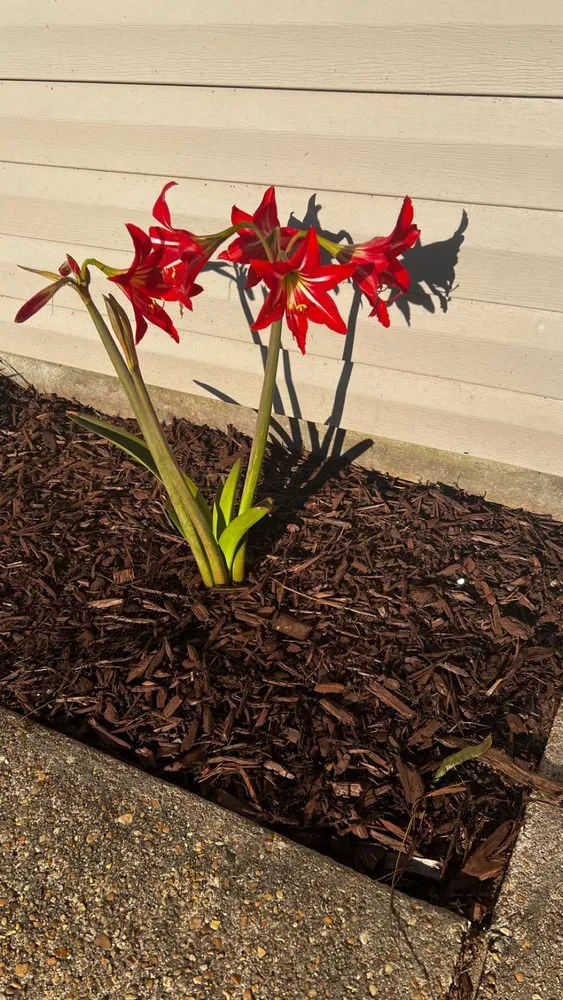 Reliable residential landscaping experts serving Panama City, FL - Batiste Lawn Services