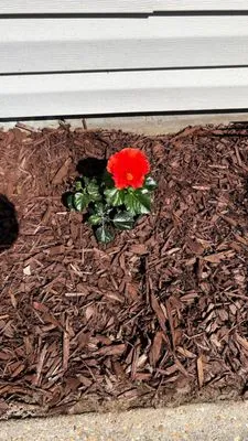 Batiste Lawn Services Logo