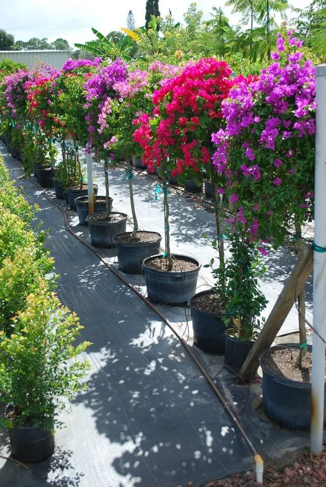 Affordable landscape installation experts serving Fort Myers, FL - Battista Farms