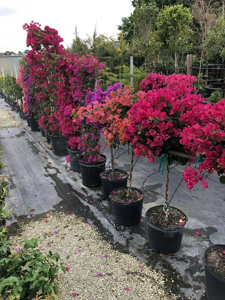 Reliable yard cleanup service in Fort Myers, FL - Battista Farms