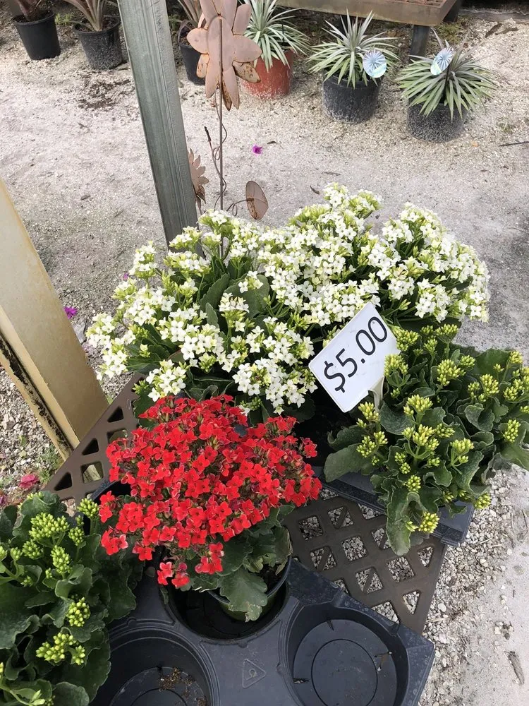 Local landscape design in Fort Myers, FL by Battista Farms