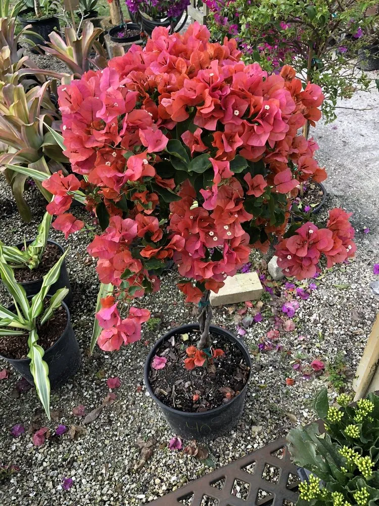 Expert garden landscaping in Fort Myers, FL by Battista Farms