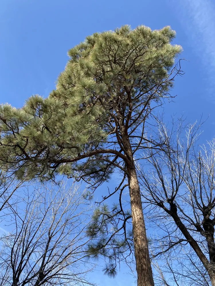 Affordable residential landscaping in Las Cruces, NM - Battlecastle Landscape