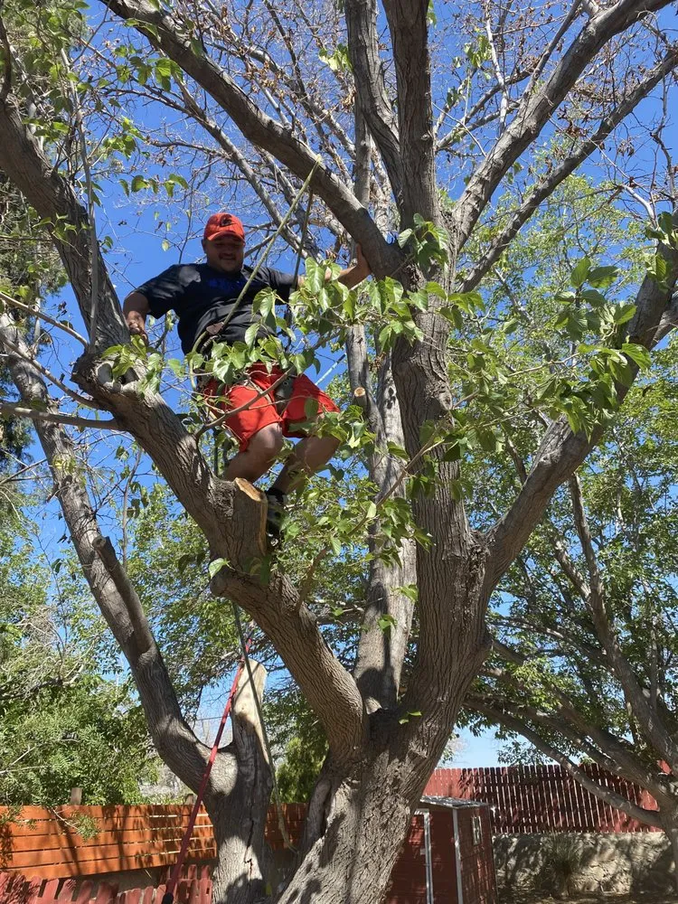 Affordable garden landscaping in Las Cruces, NM by Battlecastle Landscape