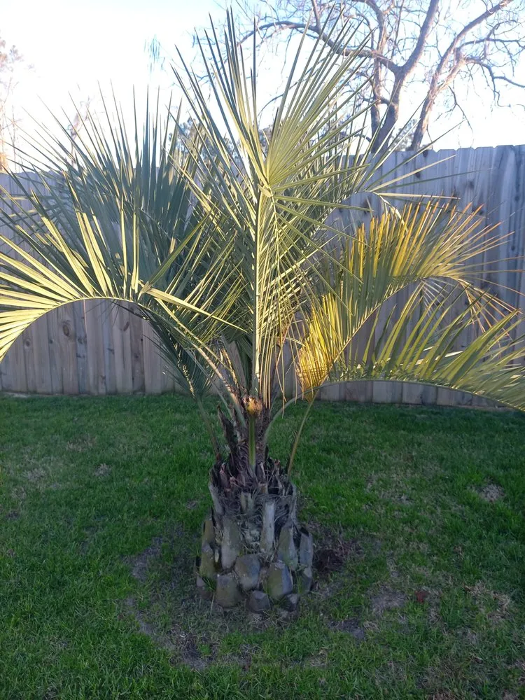 Custom landscaping services in Wilmington, NC by Batz Property Maintenance