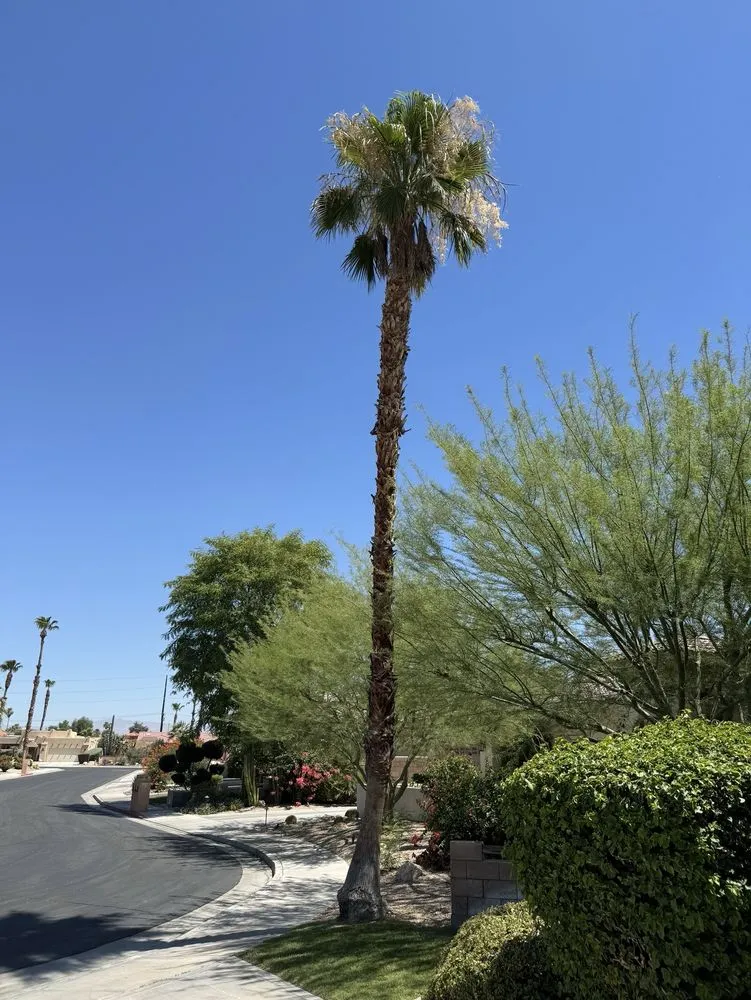 Top-rated yard maintenance in Cathedral City, CA by Baudelio Aguilar