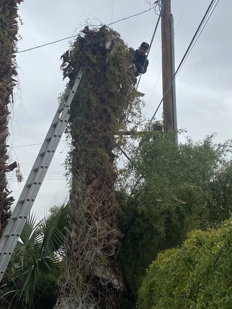 Local yard maintenance in Cathedral City, CA - Baudelio Aguilar