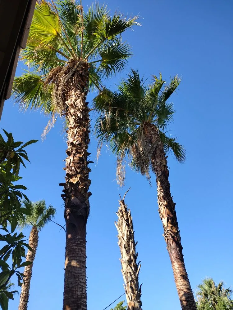 Professional outdoor landscaping for residential properties across Cathedral City, CA - Baudelio Aguilar