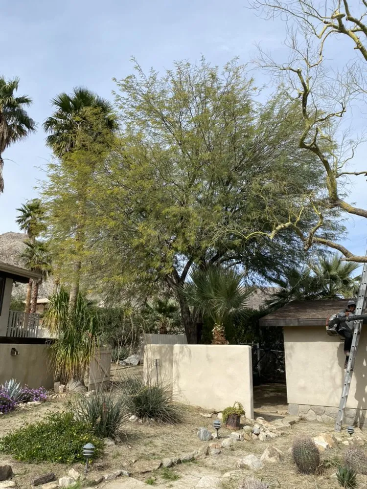 Local landscaping services in Cathedral City, CA by Baudelio Aguilar