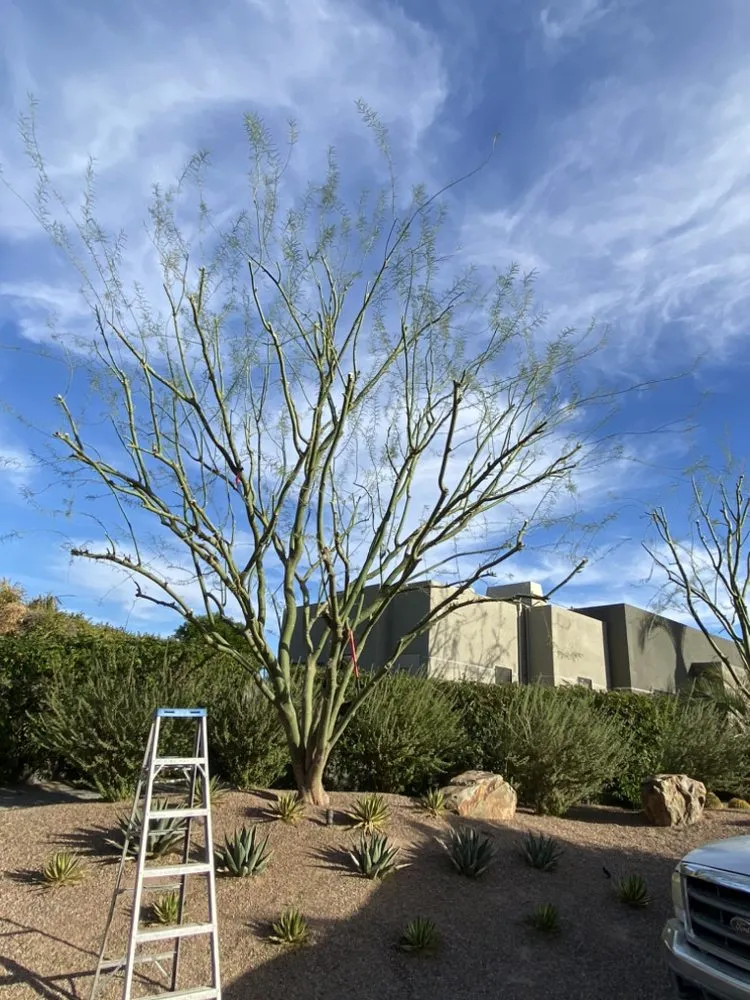 Local garden landscaping for outdoor upgrades across Cathedral City, CA - Baudelio Aguilar