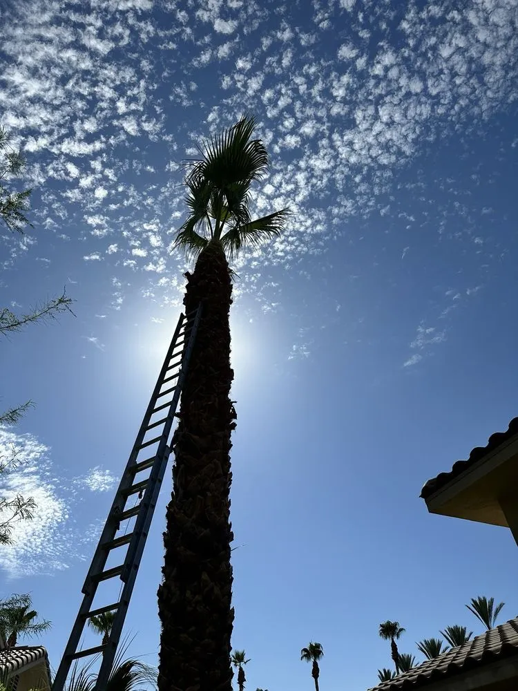 Affordable yard maintenance in Cathedral City, CA - Baudelio Aguilar