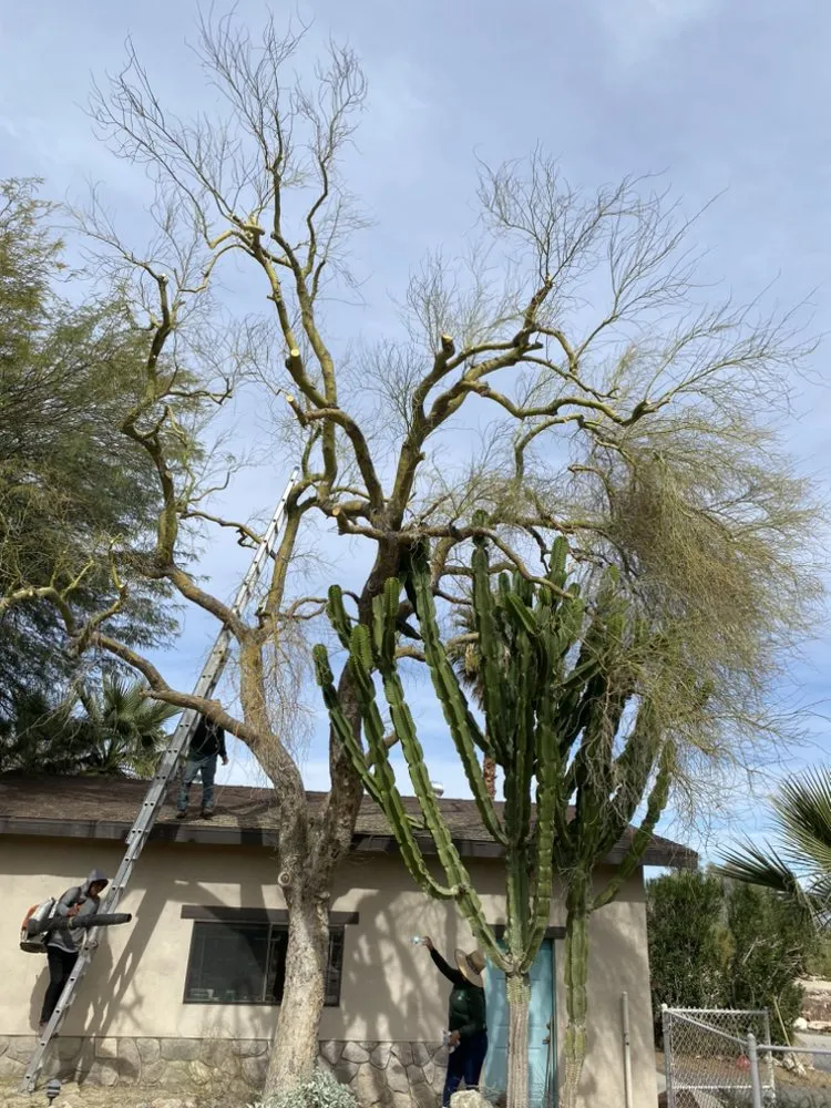 Trusted yard maintenance for homes in Cathedral City, CA by Baudelio Aguilar