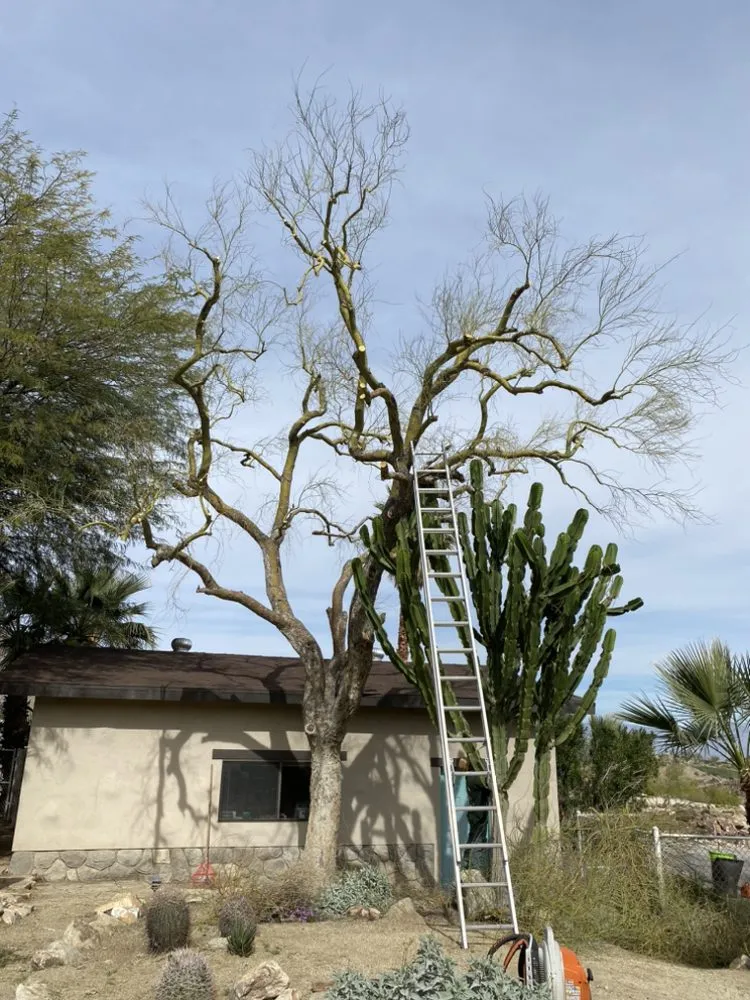 Affordable residential landscaping experts serving Cathedral City, CA - Baudelio Aguilar