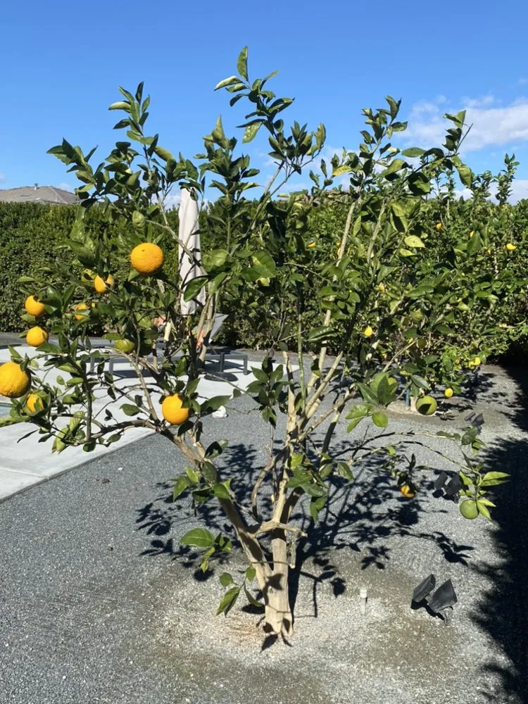 Reliable landscape design experts serving Cathedral City, CA - Baudelio Aguilar