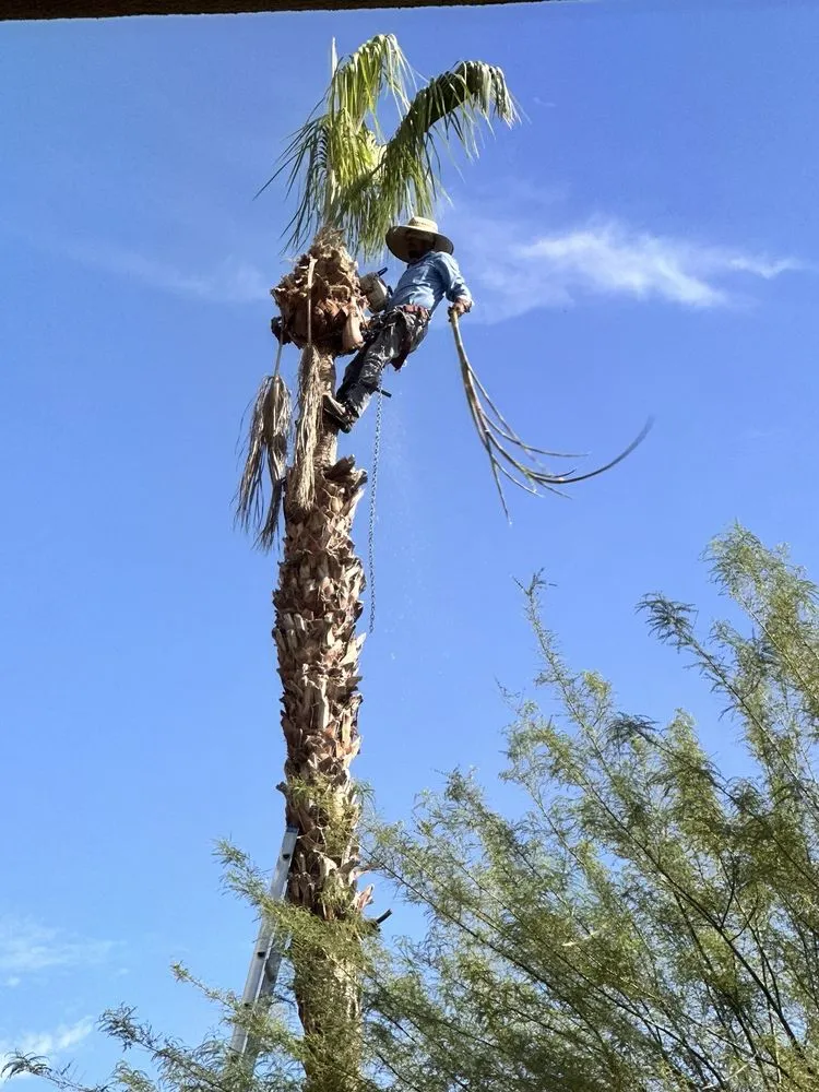 Top-rated garden landscaping for outdoor upgrades across Cathedral City, CA - Baudelio Aguilar