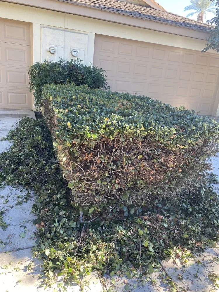 Reliable yard maintenance near you in Cathedral City, CA by Baudelio Aguilar