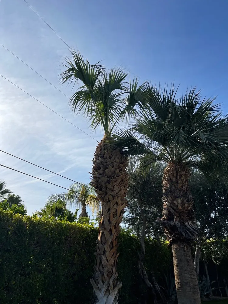 Custom landscaping services in Cathedral City, CA - Baudelio Gardening