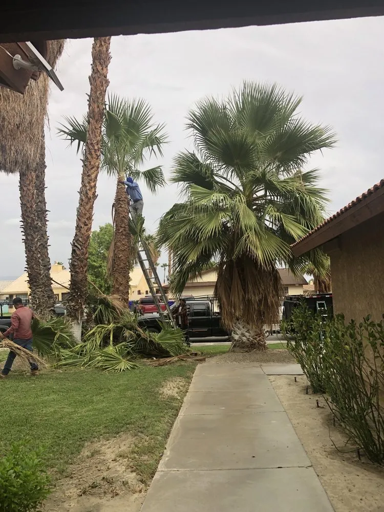 Trusted outdoor landscaping for year-round maintenance across Cathedral City, CA - Baudelio Gardening