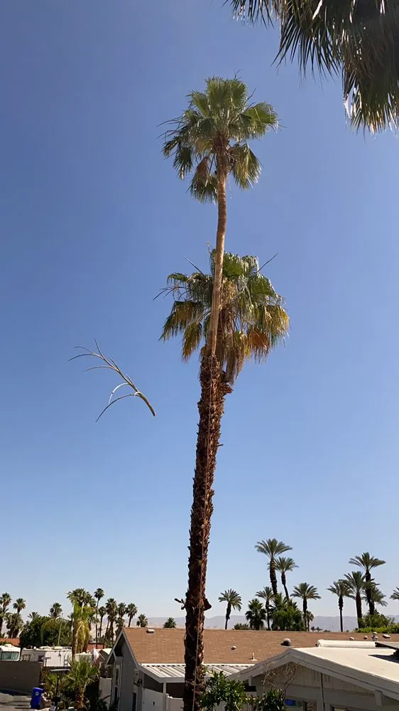 Professional yard cleanup service in Cathedral City, CA - Baudelio Gardening