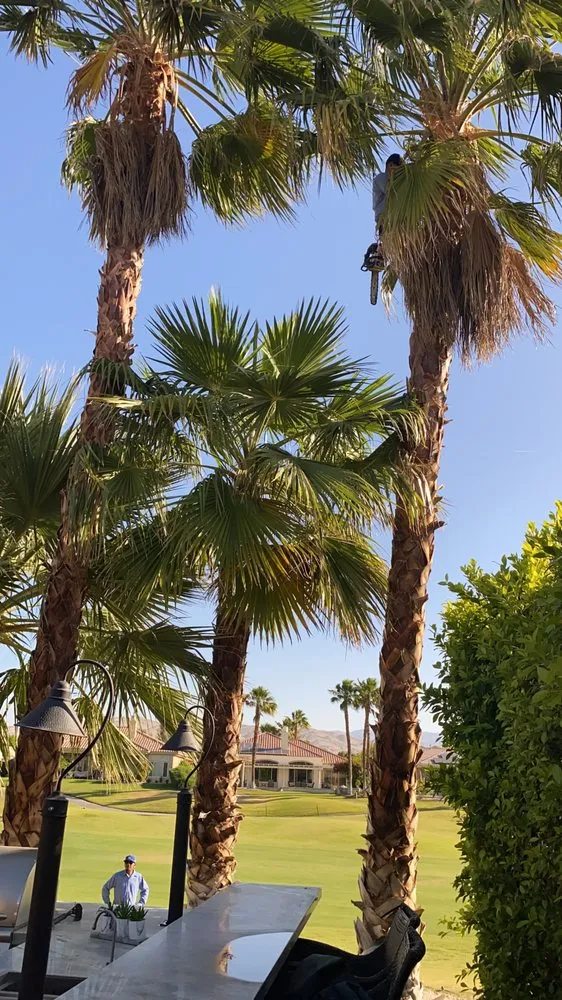 Local yard cleanup service in Cathedral City, CA by Baudelio Gardening