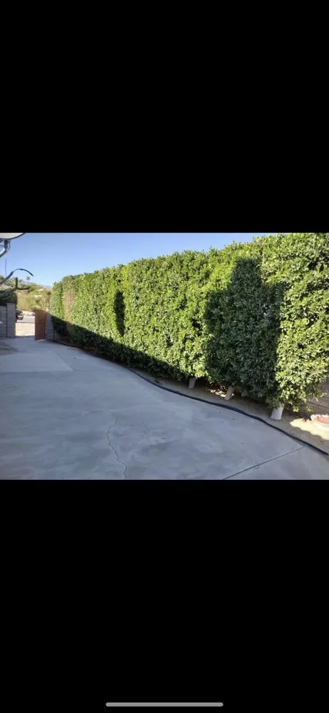 Trusted landscaping services in Cathedral City, CA by Baudelio Gardening