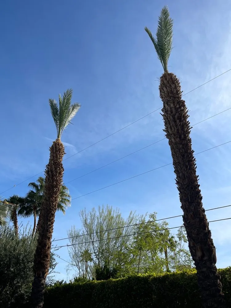 Top-rated lawn mowing service in Cathedral City, CA by Baudelio Gardening