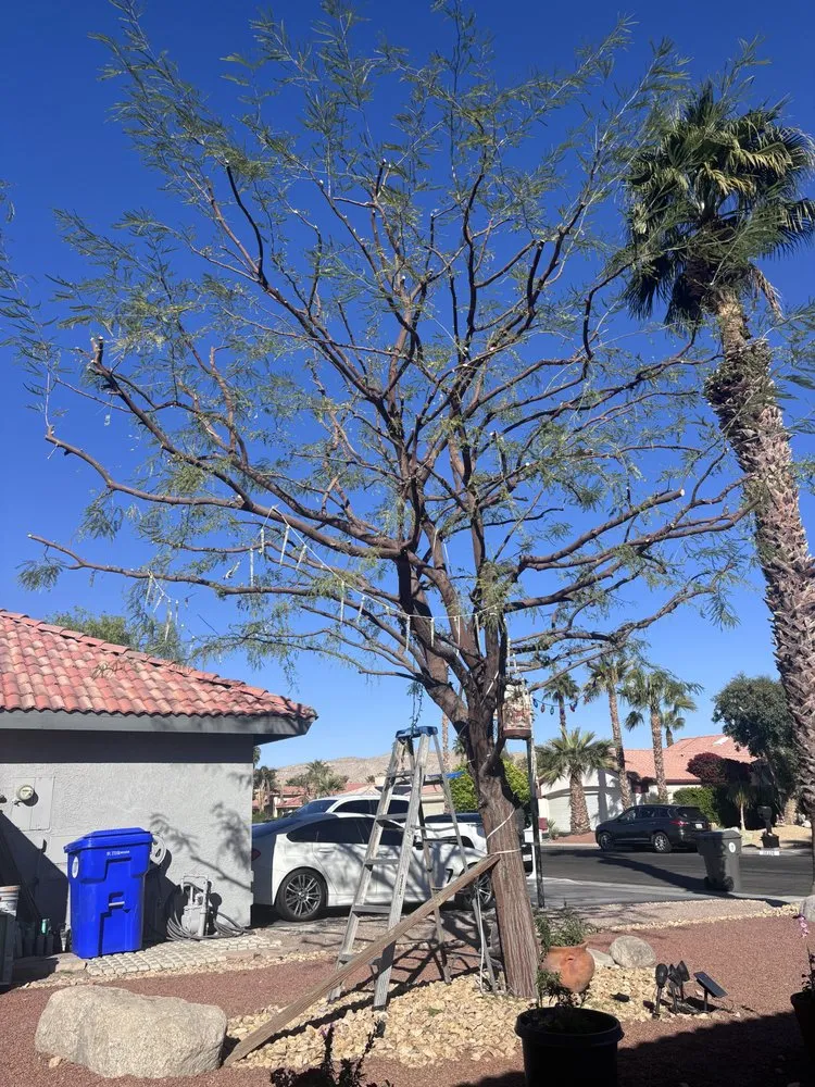 Affordable landscaping services in Cathedral City, CA - Baudelio Gardening