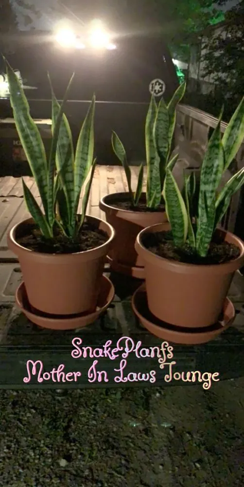 Reliable lawn care service for beautiful yards in Mesquite, TX by Bañuelos Landscaping